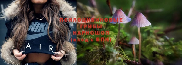 прущие грибы Краснослободск